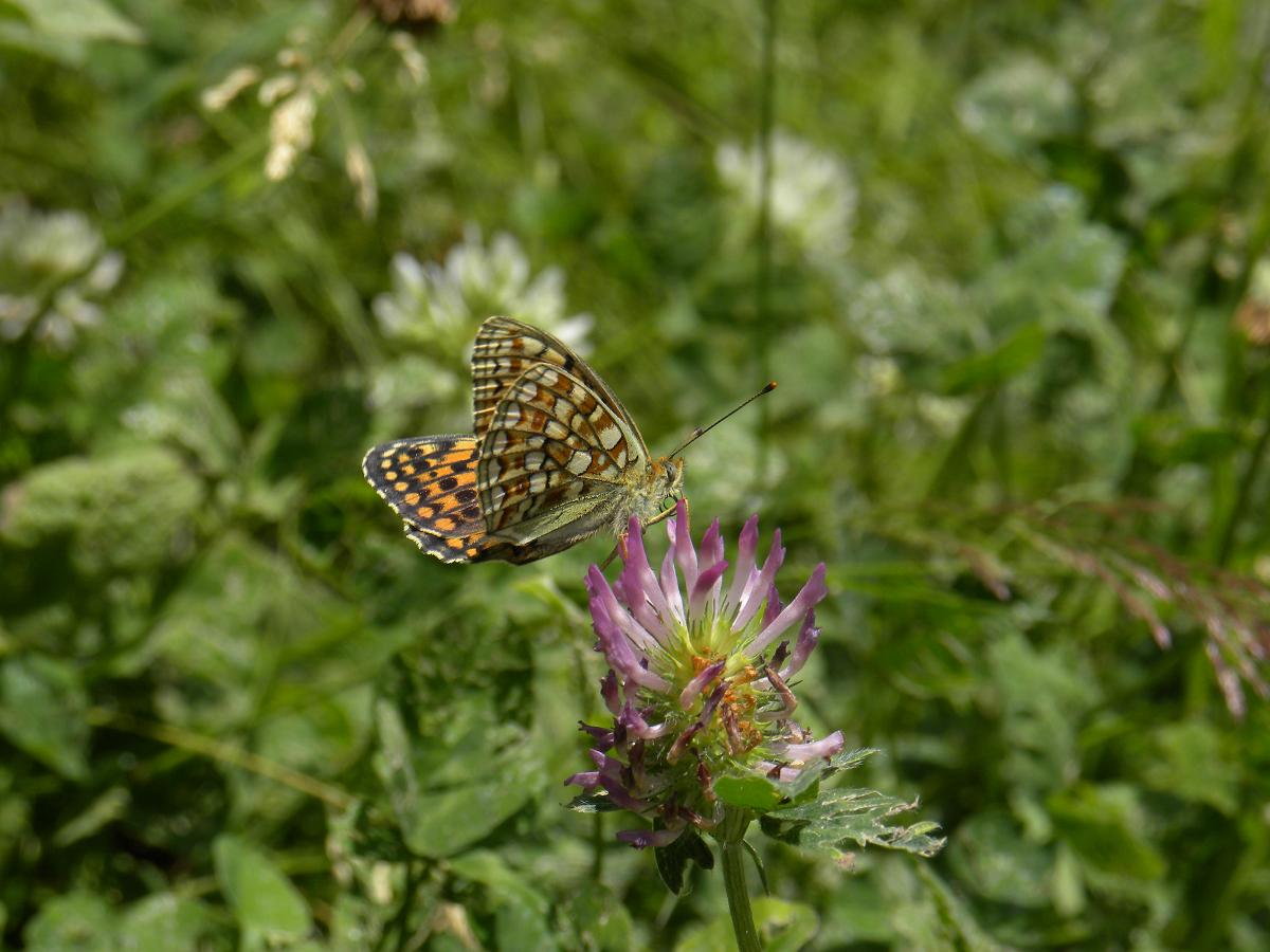 Farfalle Ortles-Cevedale-Stelvio